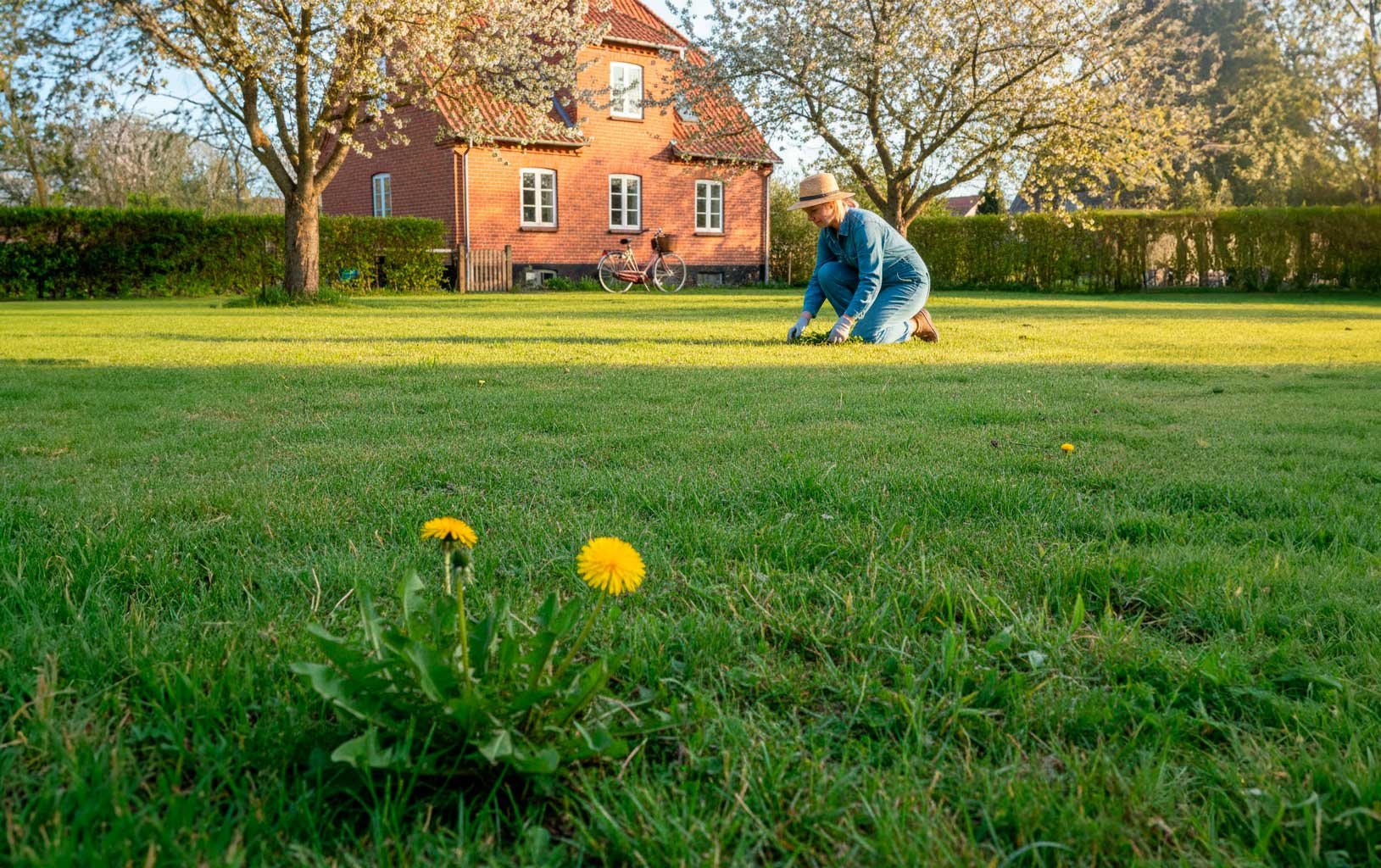 Ukrudt i græsplænen: 6 metoder der forebygger problemet
